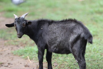Black goat standing outdoors turning head looking