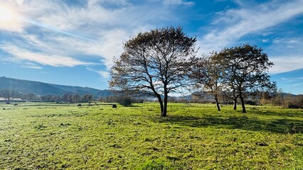 trees in the field