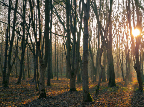 Forest in the morning of late autumn. Atmospheric landscape with leafless trees. Sun through the branches of trees.