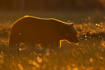 Brown bear contour at sunset in the bog landscape