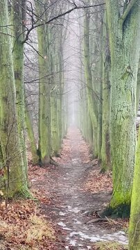 MossCovered Trees Lining Narrow Path Into Pale Fog, Damp Leaf Litter On Trail, Dense Vertical Trunks Forming Natural Corridor, Soft Diffuse Light And Muted Green. Vertical shot taken on mobile device