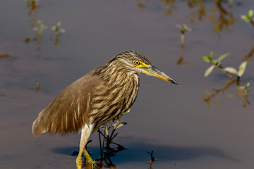 The Indian pond heron or paddybird is a small heron. It is of Old World origins, breeding in southern Iran and east to the Indian subcontinent, Burma, and Sri Lanka.