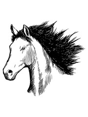 Black and white drawing of a horse showing the head, vector illustration