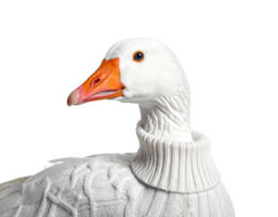 White goose in white sweater isolated on a transparent background.