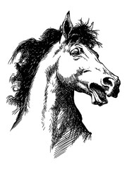 Black and white drawing of a horse showing the head, vector illustration