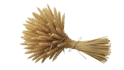 bundle of wheat stems tied together, transparent background