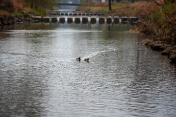 청둥오리 부부의 고요한 수영