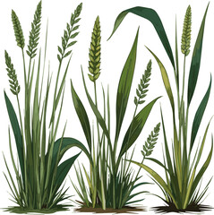 Isolated a kinds of deferent grass vector art with white background.