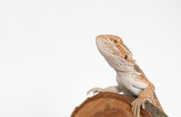 baby agama lizard isolated on a white background