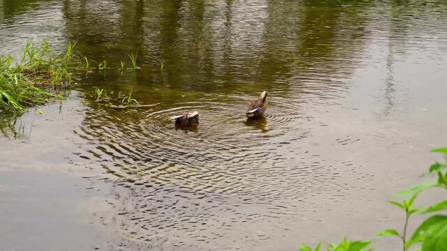 Duck. Spot billed Ducks is cleans it's feathers on the river. anas zonorhyncha