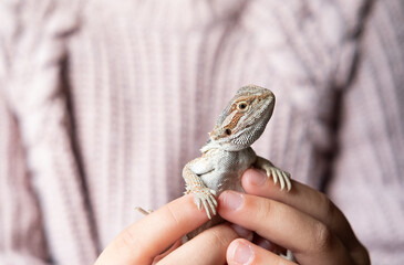 Bearded dragon on a hand
