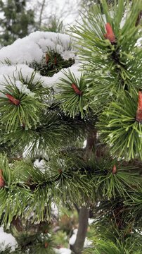 Bright green pine brunches with snow laying on them close up. Cold winter snowy weather, Christmas mood in nature vertical background.