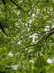 Fototapeta premium Low-angle view of lush green tree branches and leaves forming a natural canopy against a bright sky.