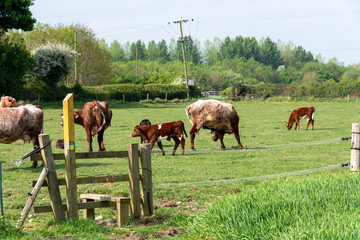 Naklejka premium Cattle and calves in a field with a public right of way, making it daunting to use the path.