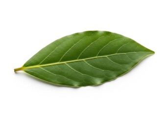 Obraz premium Single ovate green leaf detailed against a pure white background