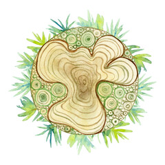 Watercolor pattern of wood texture with wavy ring from a slice of tree with spruce branches isolated on a white background.