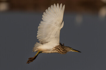 The Indian pond heron or paddybird is a small heron. It is of Old World origins, breeding in southern Iran and east to the Indian subcontinent, Burma, and Sri Lanka.