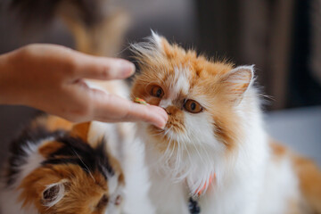 Hand offering cat treat while fluffy Persian cat reaches out