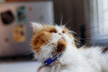 Fluffy Calico Cat Sitting Calmly