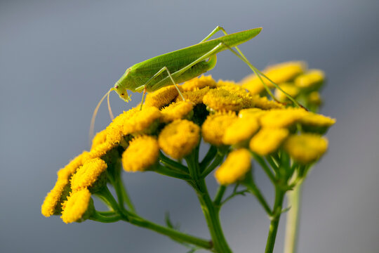 Eine Heuschrecke sitz auf Rainfarn.