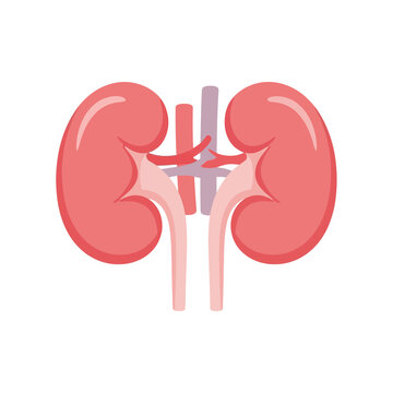 Simplified illustration of human kidneys: a vibrant anatomical representation focusing on renal