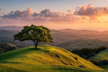 A lone oak tree crowns a verdant hill, bathed in the golden light of a sunset over rolling hills