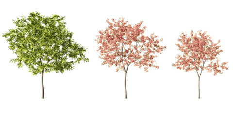 Fototapeta premium Peach trees with pink spring blossoms and fresh green foliage, realistic 3D render trio isolated on light green background for orchard, garden and landscape design