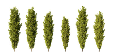 Row of tall columnar poplar trees in lush green summer foliage, six Lombardy poplars with narrow upright crowns isolated on light green background for landscape and streetscape design