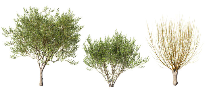 Salix caprea goat willow tree, shrub and pollarded form with spring green foliage and bare yellow twigs, isolated on light green background