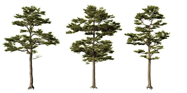 Scots pine evergreen trees with irregular open crowns at different shapes, isolated on light green background for forest scenes, landscape design and architectural visualization