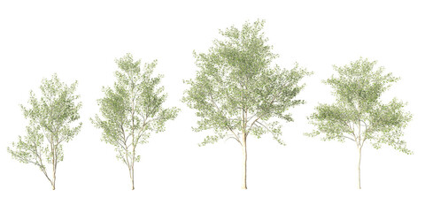 Set of four deciduous poplar trees at different growth stages, isolated on light green background for architectural visualization, landscape design, rendering use