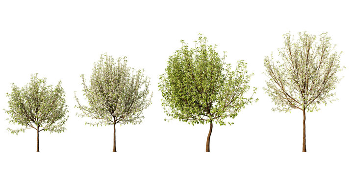 Set of Pyrus nivalis ornamental pear trees with white blossom and fresh green foliage at different stages, isolated on light green background for landscape and architectural visualization