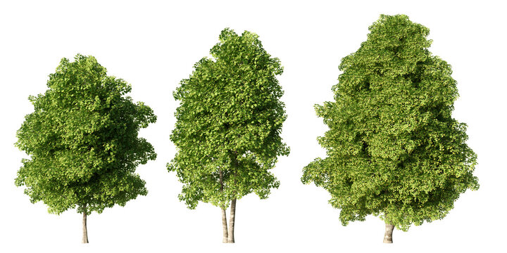 Set of red alder deciduous trees with dense green summer foliage at different sizes, isolated on light green background for landscape and architectural visualization
