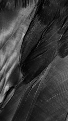 black feathers with visible details. background or texture