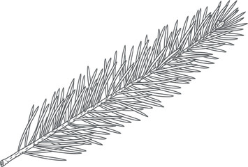 Detailed black and white sketch of a pine tree branch
