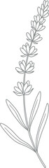 Elegant black and white sketch of a delicate lavender sprig