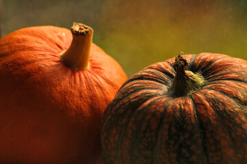 Pair of fresh juicy pumpkins closeup view, autumn still life