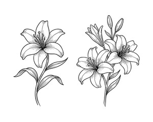 Beautiful lily flowers engrave  vector illustration set with two different compositions
