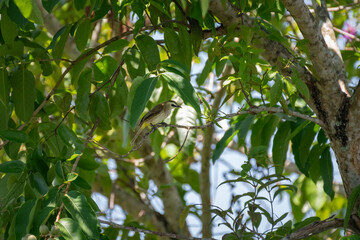 Yellow-vented bulbul perched on branch under lush green canopy
