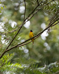 Flame-throated bulbul perched on tree branch in the wild