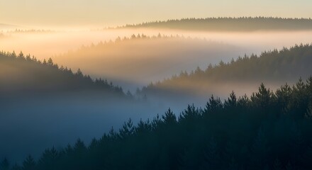 Obraz premium Layers of dense pine forest shrouded in ethereal morning fog illuminated by soft golden sunrise light create a serene landscape