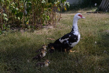 Mother duck and four little newborn fluffy duckling outdoors. Cute Young musk duck. Nice domestic bird and white and black with red beak close-up. Cairina moschata