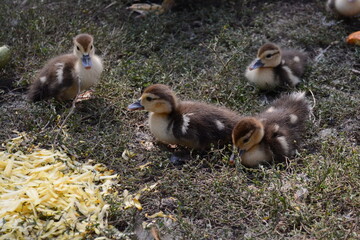 Four little newborn fluffy duckling outdoors. Cute Young duck. Nice small bird close-up