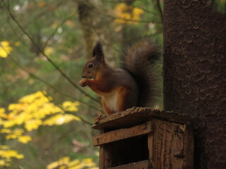Red squirrel Close-up eating a hazelnut with muted green and brown background.