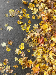 Fallen autumn maple leaves scattered on wet asphalt background outdoors.