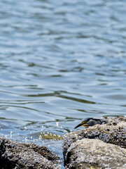 海にいるササゴイ