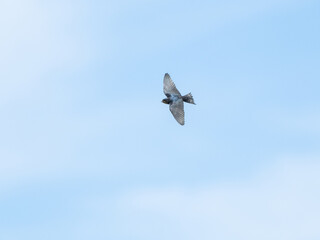 空とぶツバメ