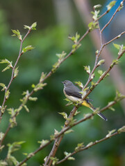 Obraz premium キセキレイ