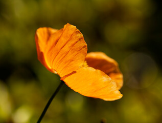 Fototapeta premium Gelber Mohn in der Sonne vor verschwommenem Hintergrund.