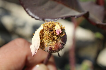  a close-up photograph of a rose flower's reproductive parts after the petals have fallen off 